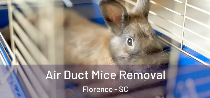 Air Duct Mice Removal Florence - SC
